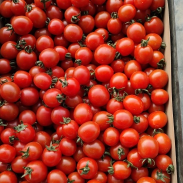 重庆小番茄