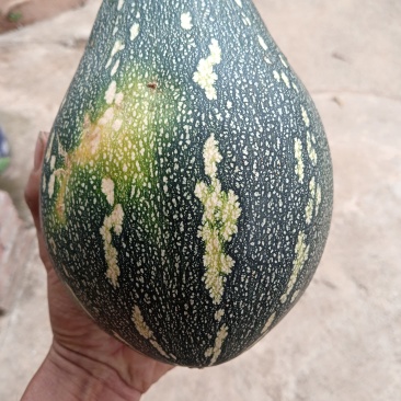 北海香芋南瓜