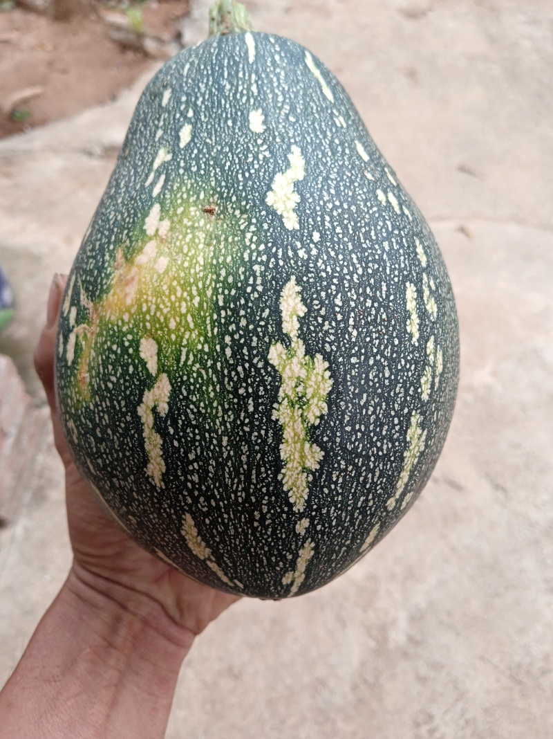 北海香芋南瓜