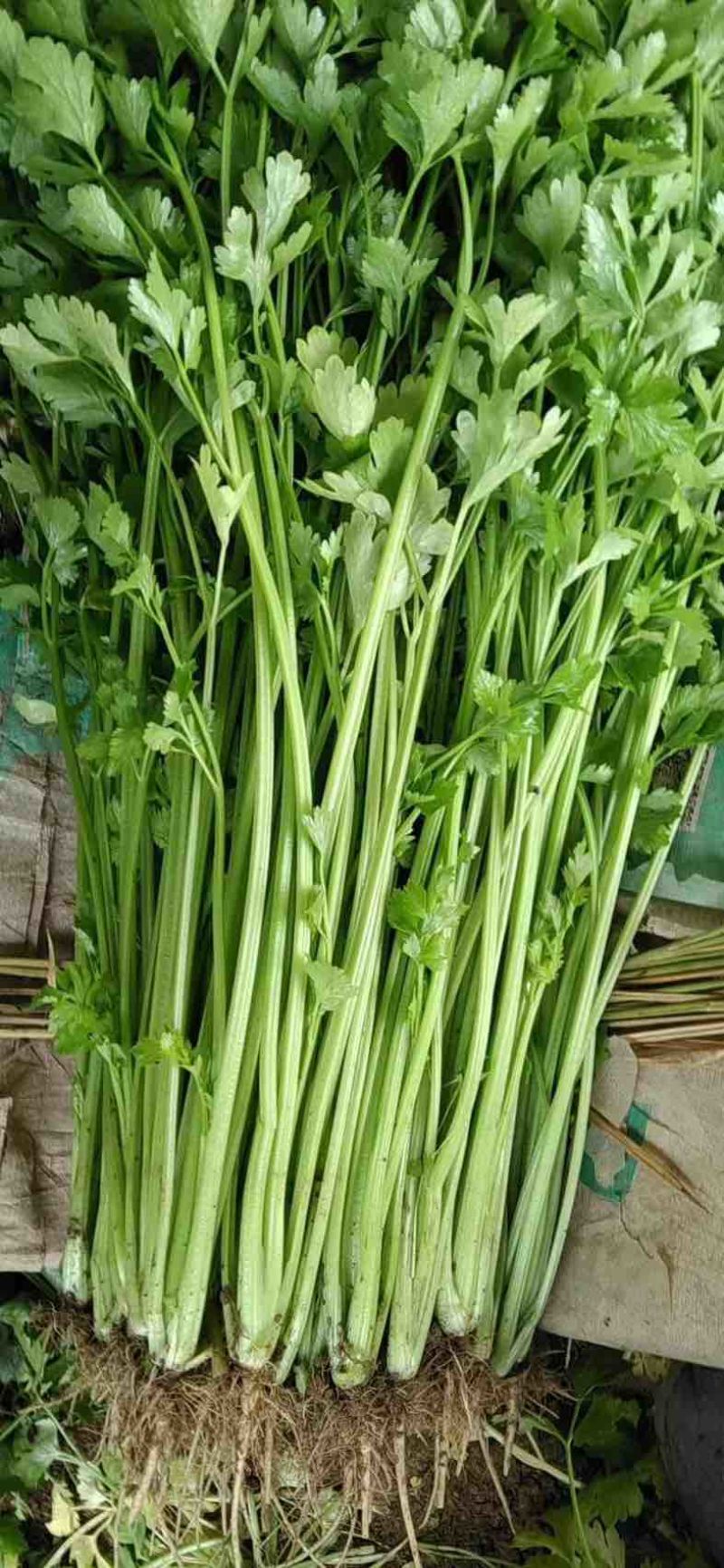 芹菜、笨芹