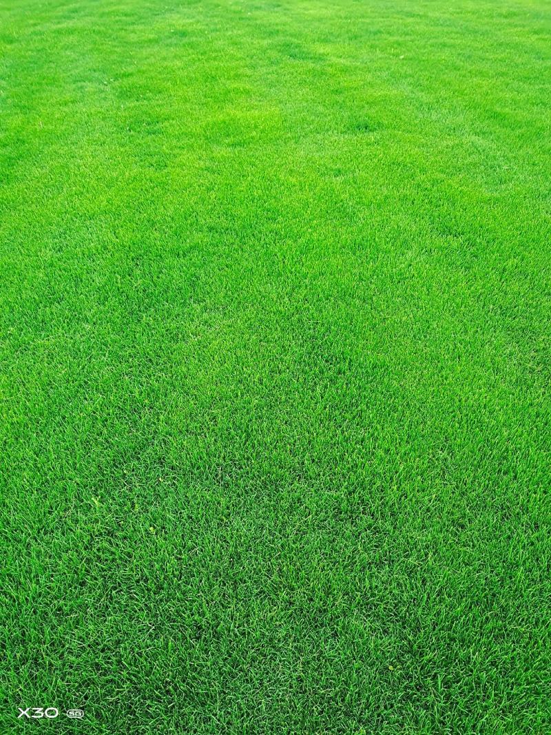 全椒草坪基地，百慕大丶混播果龄草丶马尼拉