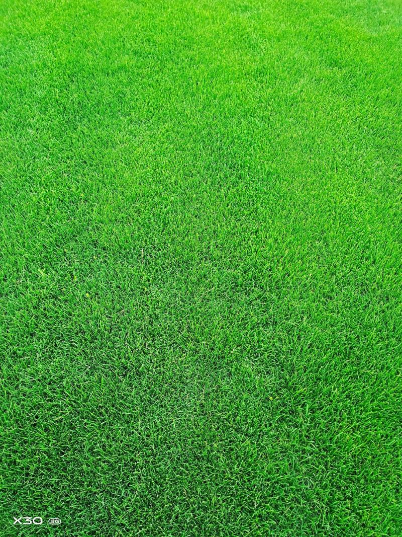 全椒草坪基地，百慕大丶混播果龄草丶马尼拉