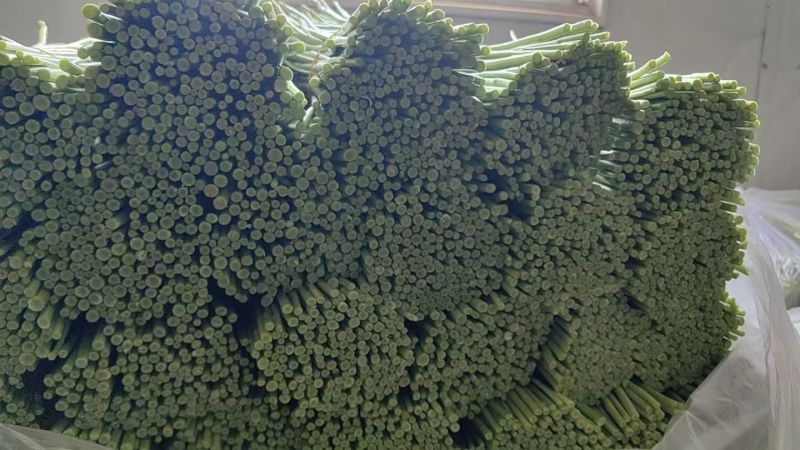 精品芦蒿大量有现货