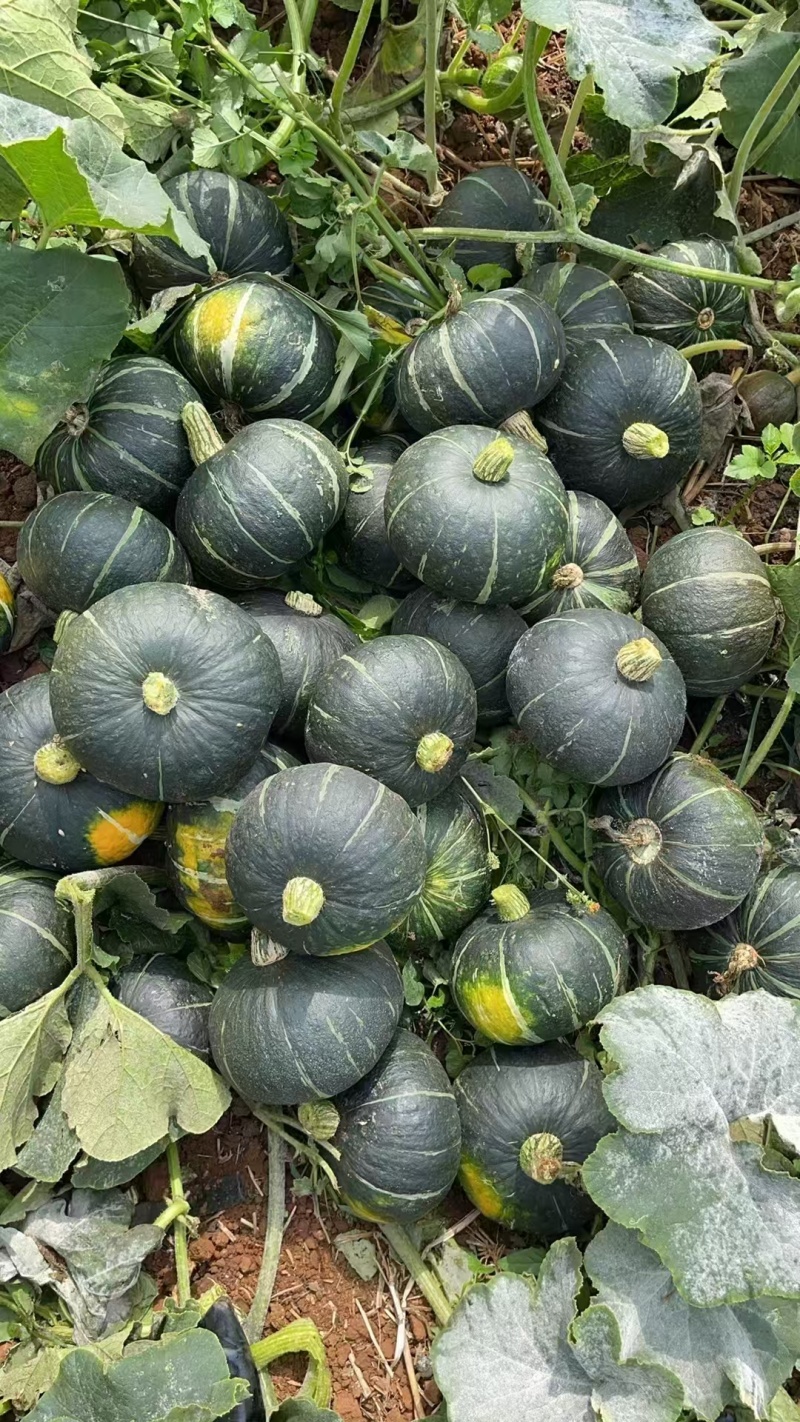 贝贝南瓜