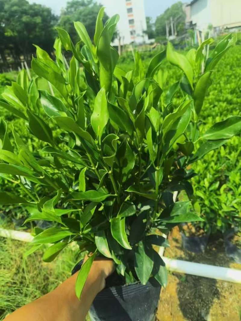 非洲茉莉7斤袋，10斤袋，白布袋，球形，塔形，各种规格出售