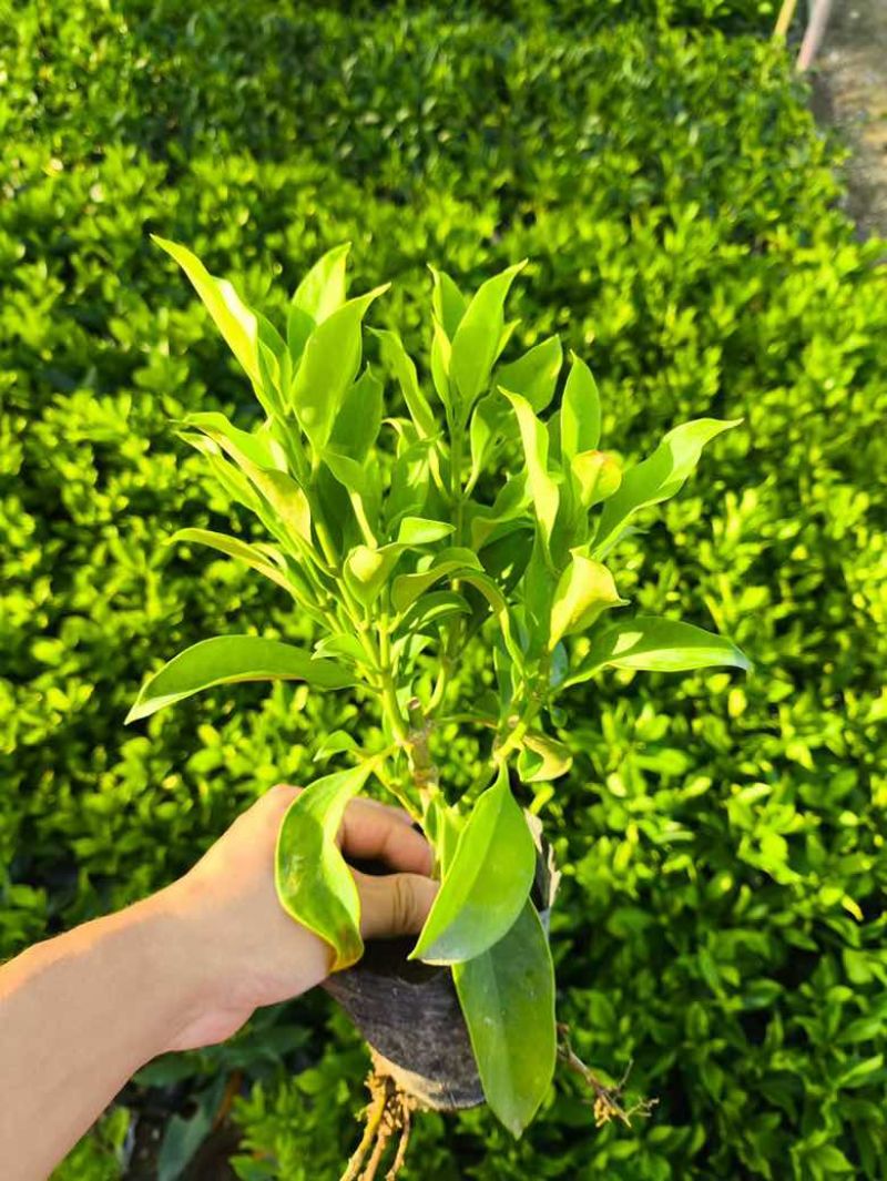 非洲茉莉7斤袋，10斤袋，白布袋，球形，塔形，各种规格出售