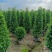 非洲茉莉7斤袋，10斤袋，白布袋，球形，塔形，各种规格出售