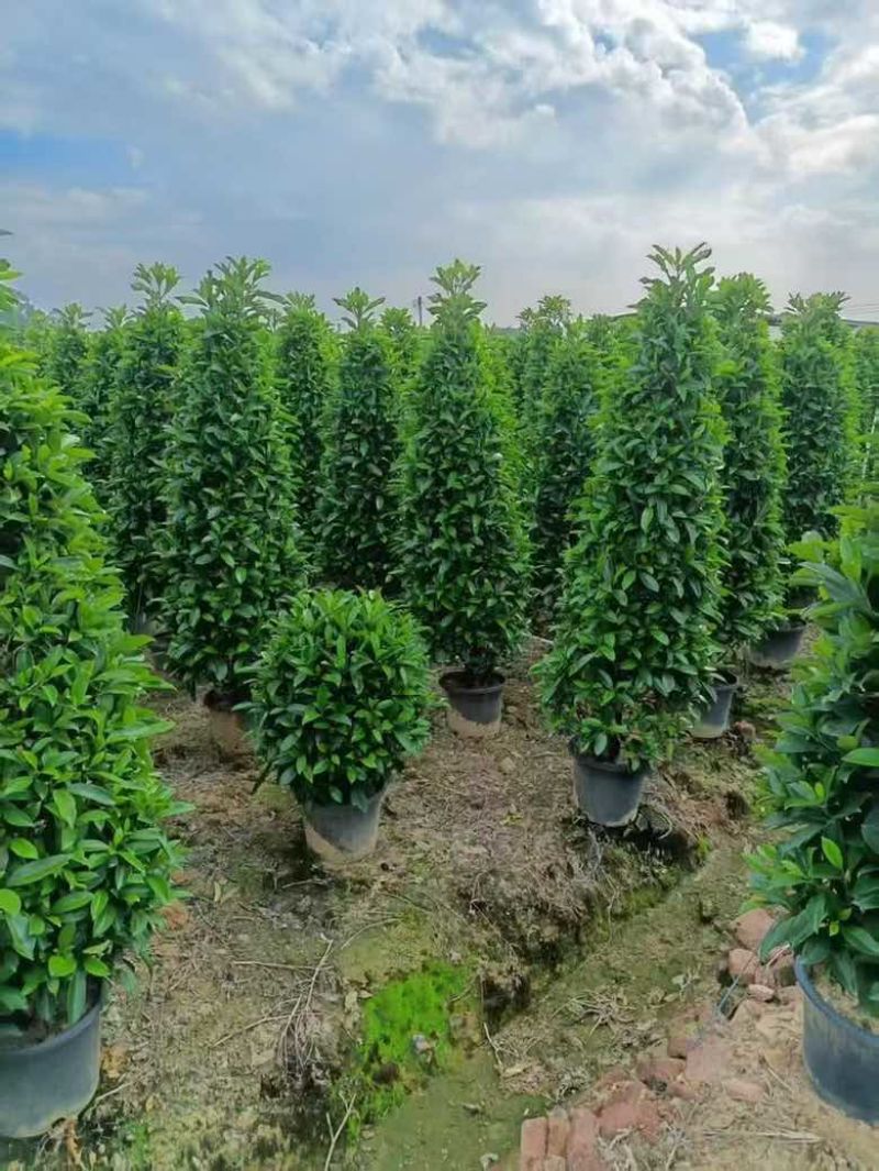非洲茉莉7斤袋，10斤袋，白布袋，球形，塔形，各种规格出售
