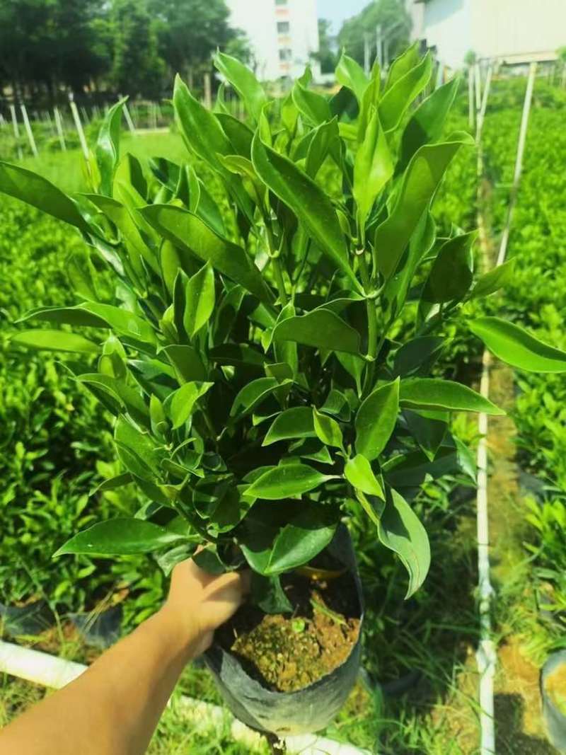 非洲茉莉7斤袋，10斤袋，白布袋，球形，塔形，各种规格出售