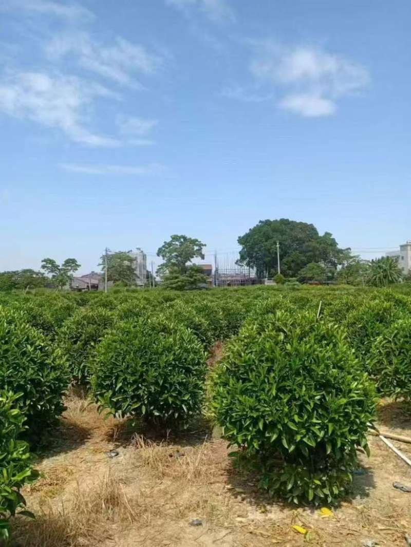 非洲茉莉7斤袋，10斤袋，白布袋，球形，塔形，各种规格出售