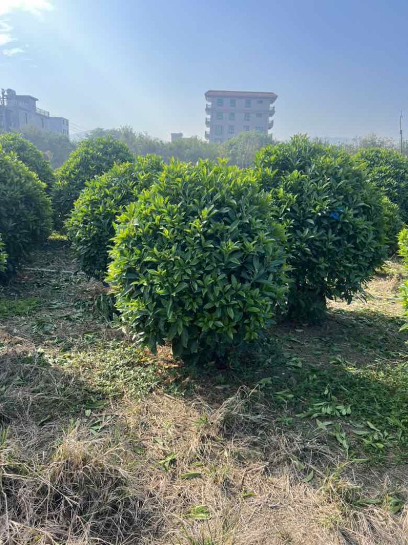 非洲茉莉7斤袋，10斤袋，白布袋，球形，塔形，各种规格出售