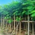 凤凰木3-15分，截杠，骨架，全冠，各种规格，大量现货