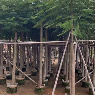 凤凰木3-15分，截杠，骨架，全冠，各种规格，大量现货