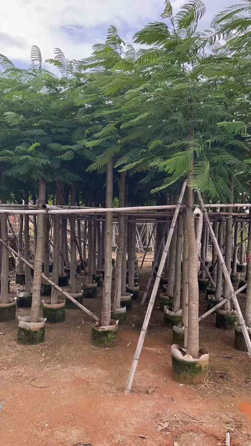 凤凰木3-15分，截杠，骨架，全冠，各种规格，大量现货