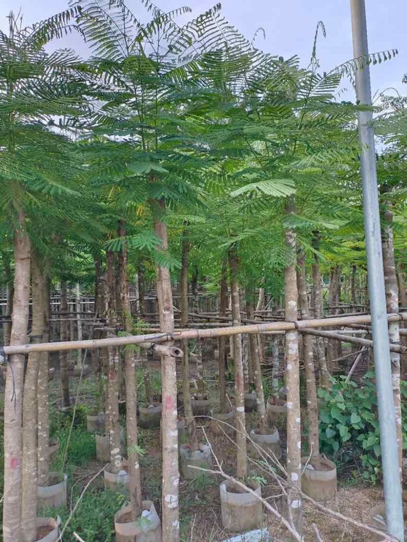 凤凰木3-15分，截杠，骨架，全冠，各种规格，大量现货
