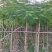 凤凰木3-15分，截杠，骨架，全冠，各种规格，大量现货
