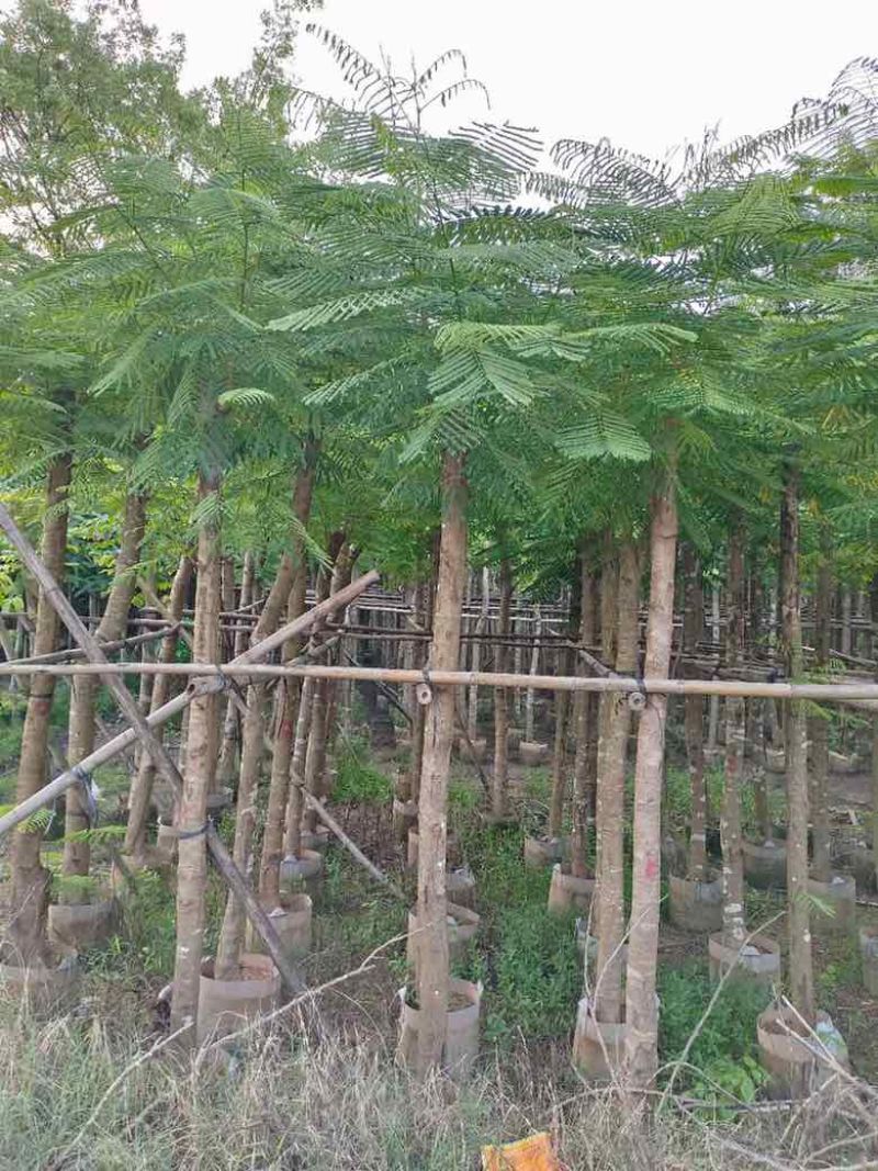 凤凰木3-15分，截杠，骨架，全冠，各种规格，大量现货