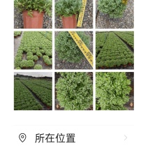 广东芙蓉菊