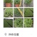 广东芙蓉菊