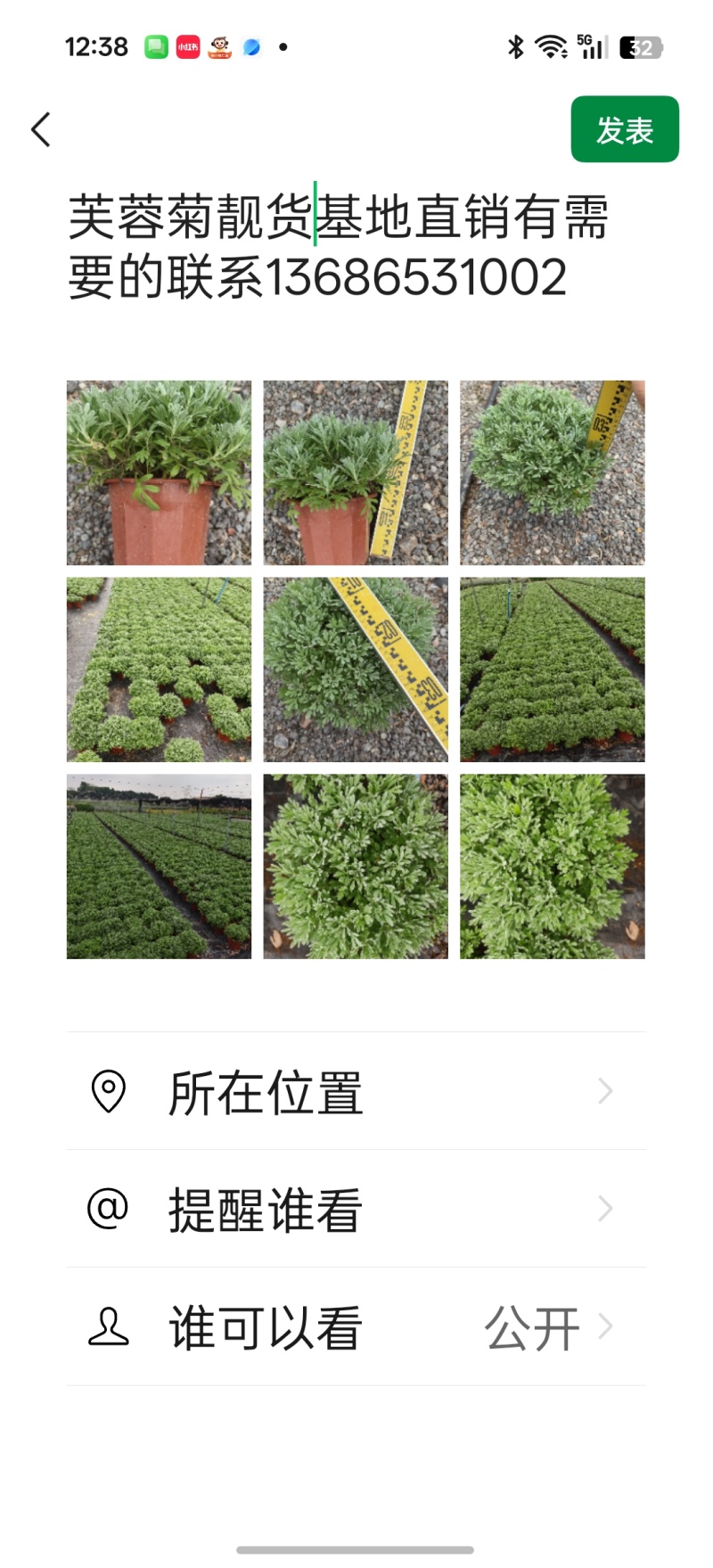广东芙蓉菊