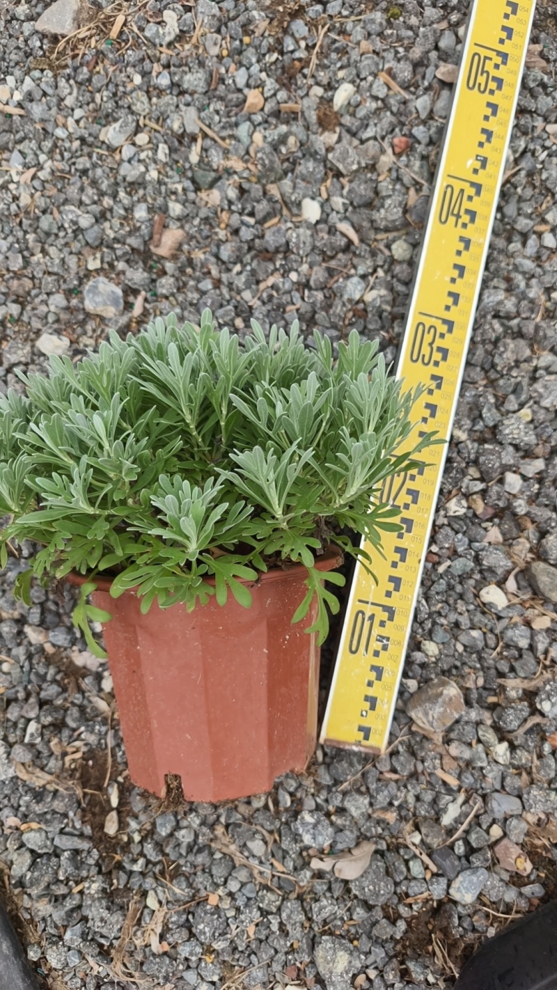 广东芙蓉菊