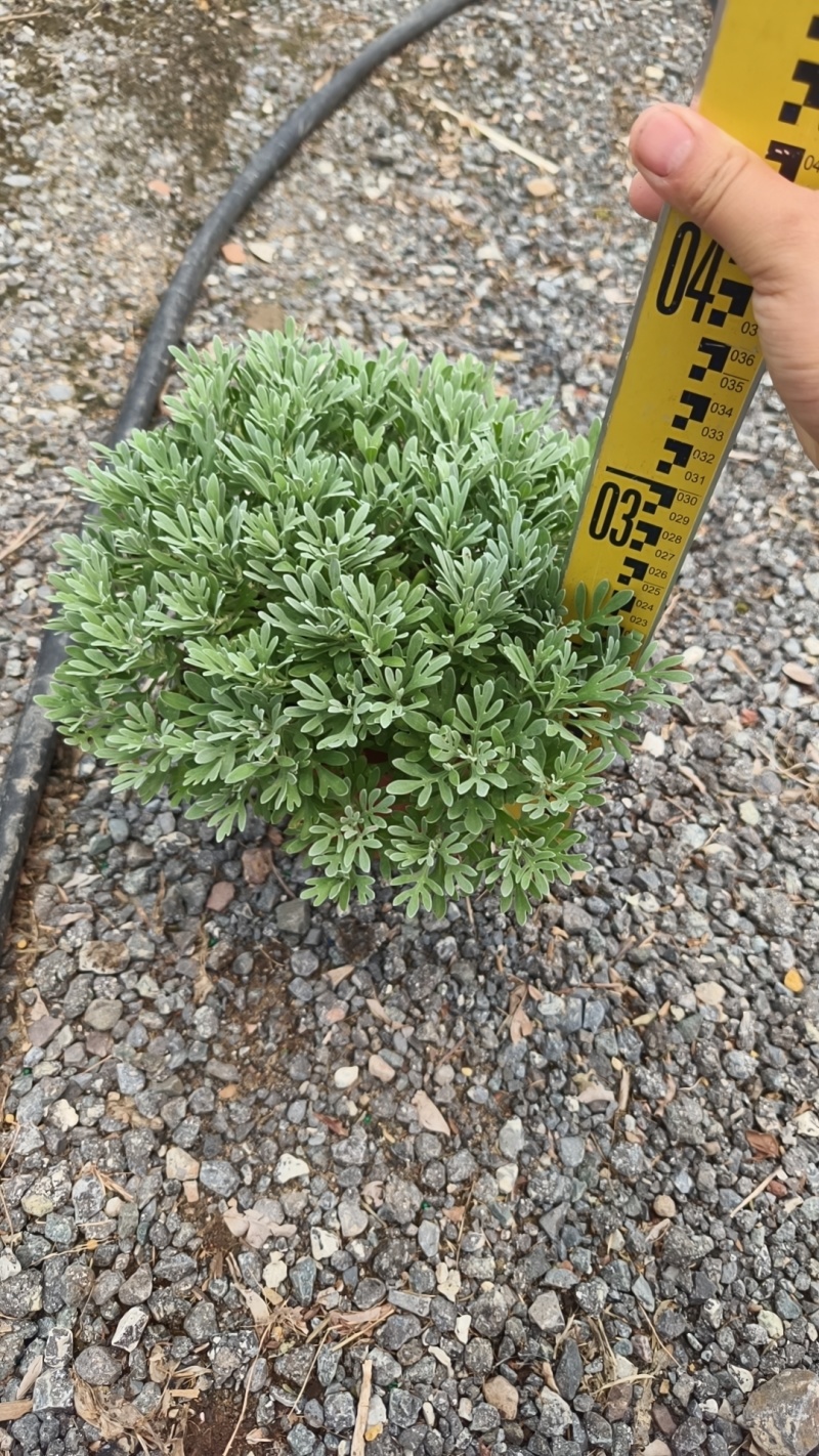 广东芙蓉菊