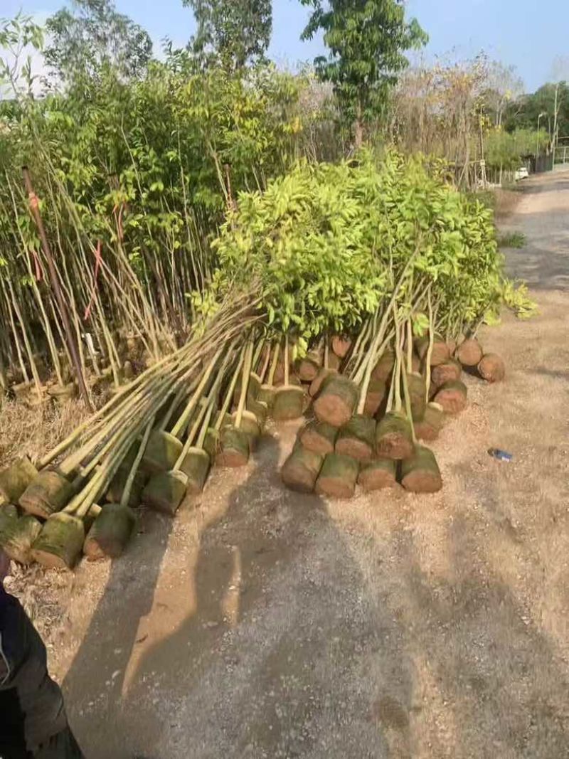 沉香苗1-5分，小苗，各种规格，大量现货，欢迎订购