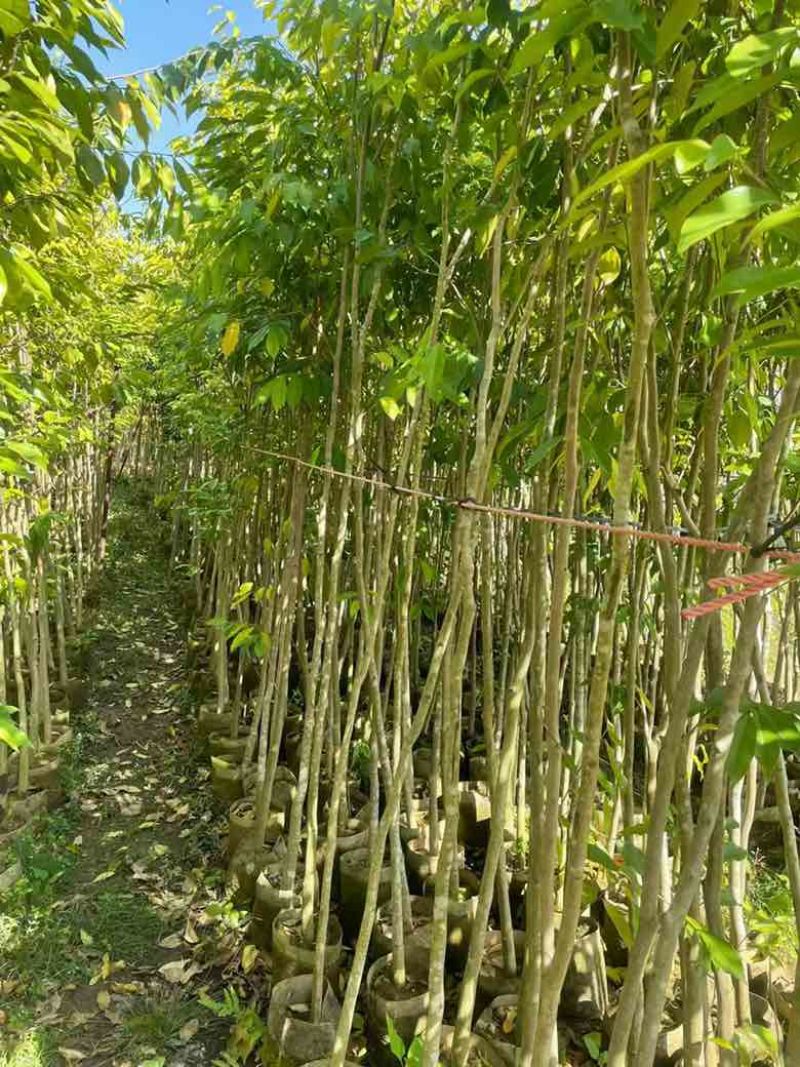 沉香苗1-5分，小苗，各种规格，大量现货，欢迎订购