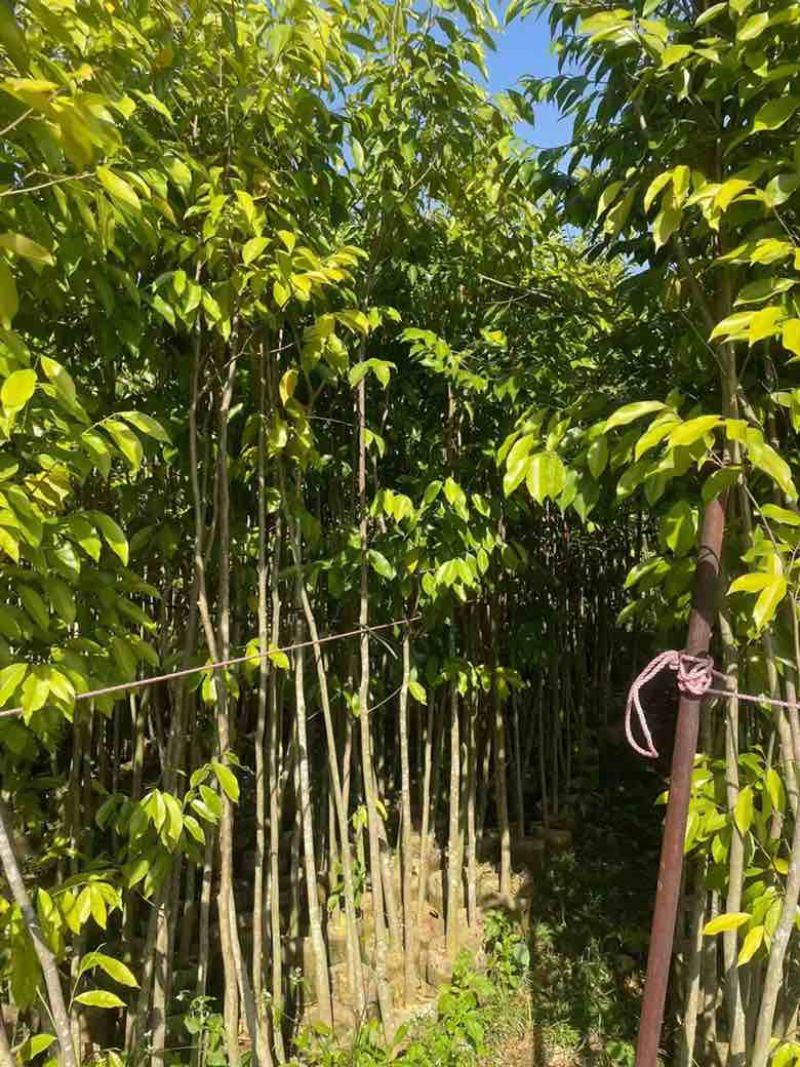 沉香苗1-5分，小苗，各种规格，大量现货，欢迎订购