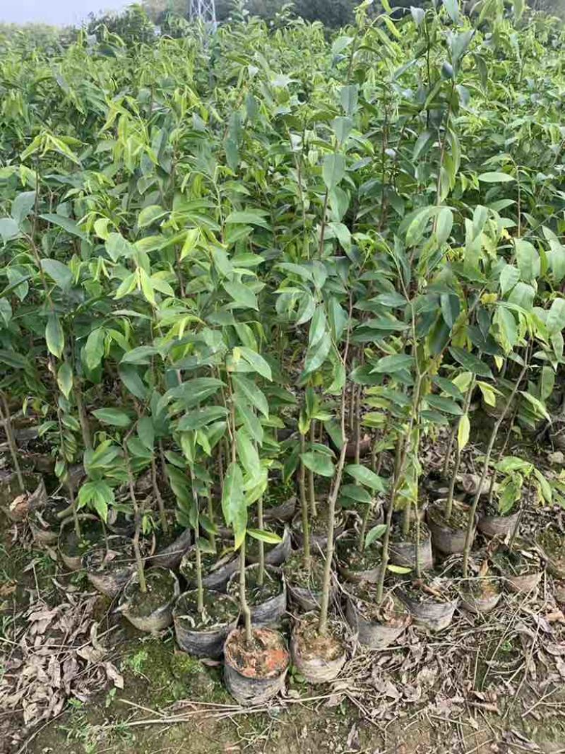 沉香苗1-5分，小苗，各种规格，大量现货，欢迎订购