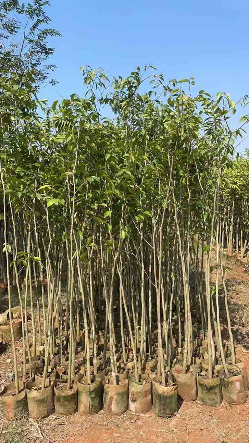 沉香苗1-5分，小苗，各种规格，大量现货，欢迎订购