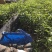 沉香苗20-280高，小苗，大苗，各种规格，大量现货
