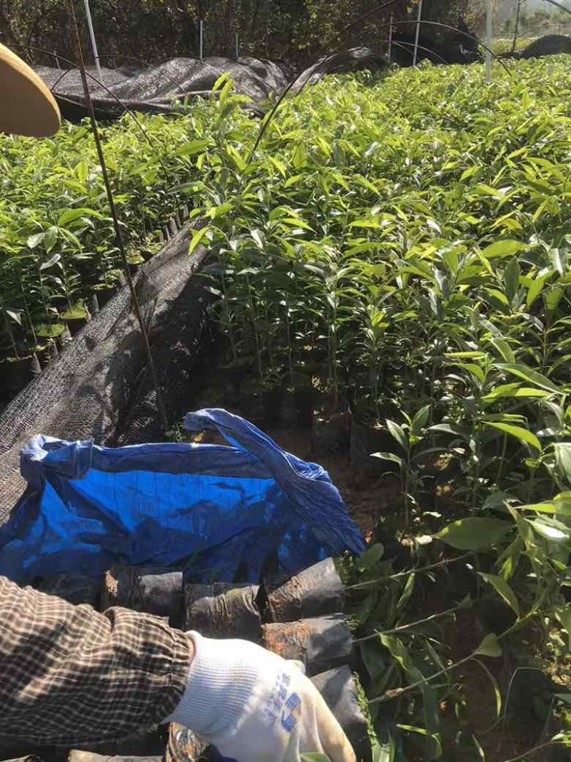 沉香苗20-280高，小苗，大苗，各种规格，大量现货