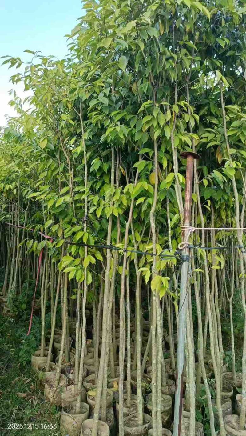沉香苗20-280高，小苗，大苗，各种规格，大量现货