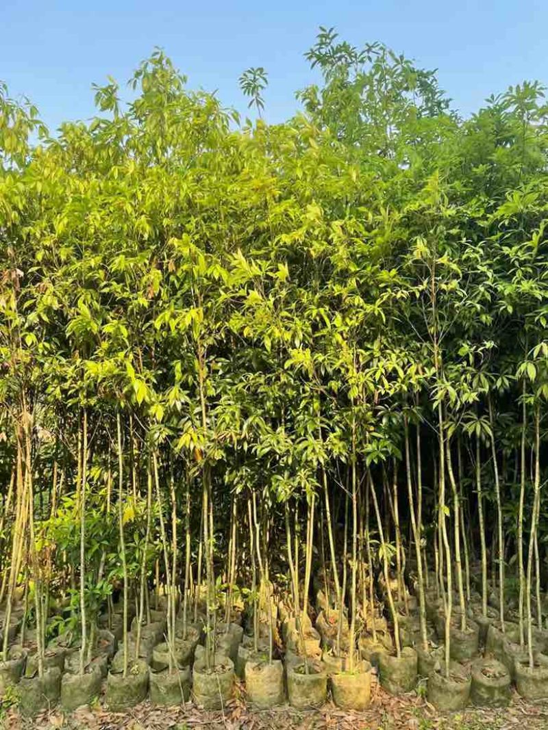 沉香苗20-280高，小苗，大苗，各种规格，大量现货