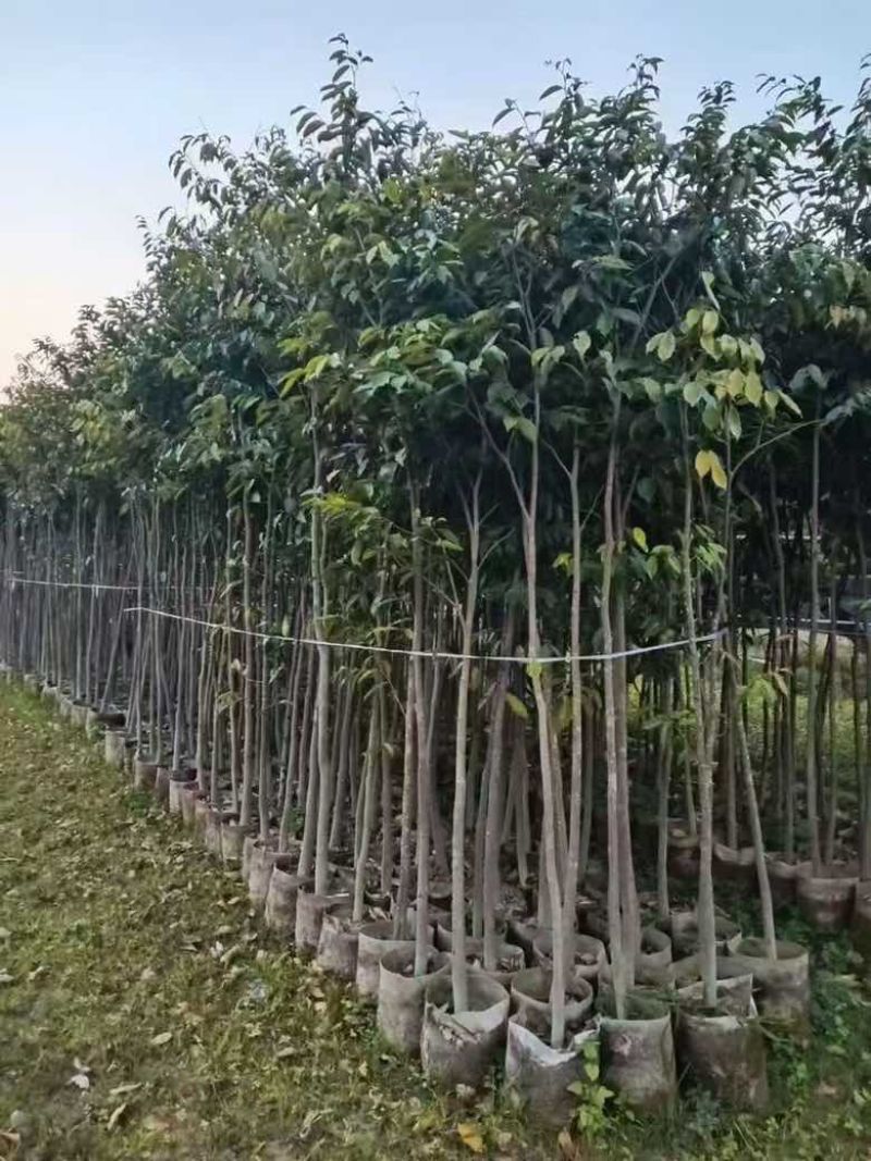 沉香苗20-280高，小苗，大苗，各种规格，大量现货