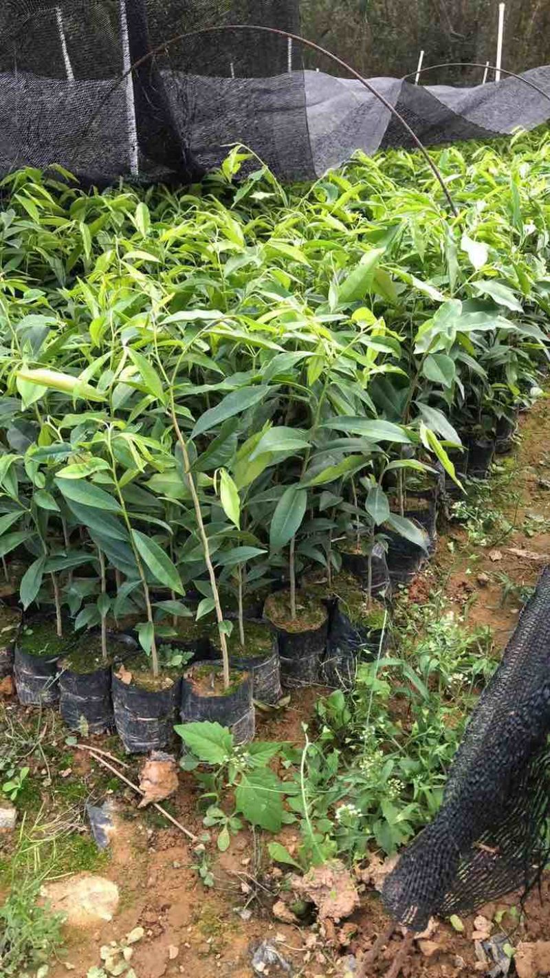 沉香苗20-280高，小苗，大苗，各种规格，大量现货