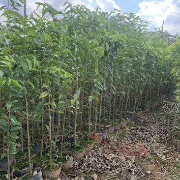 沉香苗20-280高，小苗，大苗，各种规格，大量现货