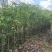 沉香苗20-280高，小苗，大苗，各种规格，大量现货
