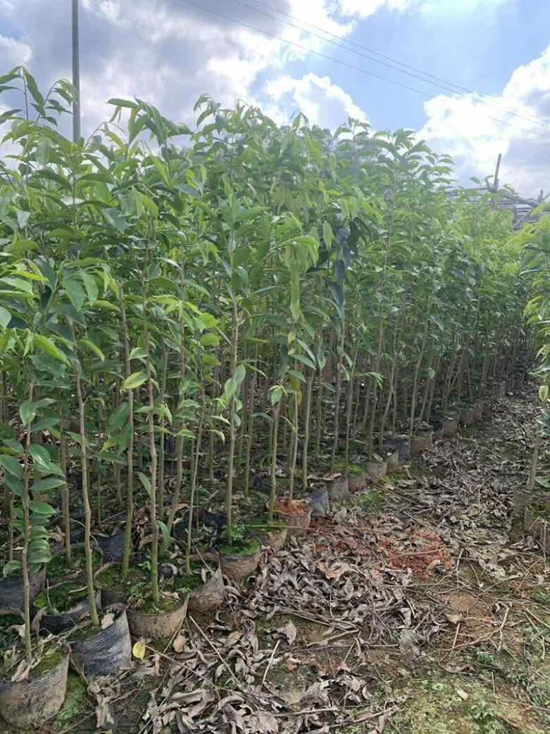 沉香苗20-280高，小苗，大苗，各种规格，大量现货