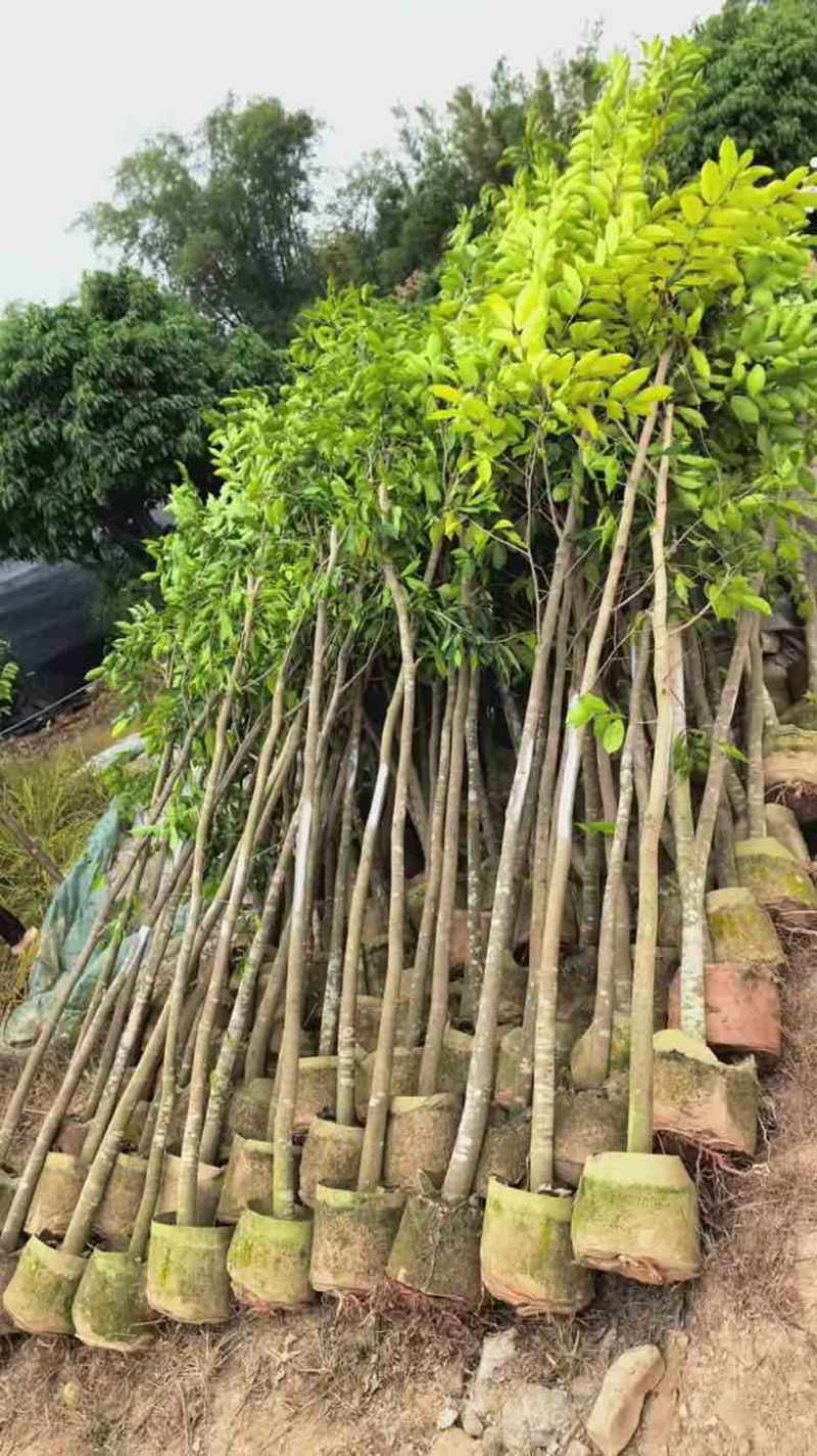 沉香苗20-280高，小苗，大苗，各种规格，大量现货