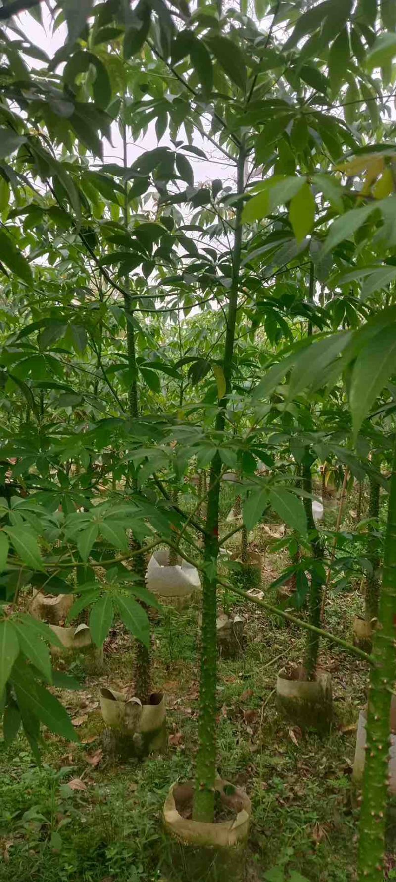美丽木棉2-15分，原生苗，各种规格，大量现货，欢迎订购