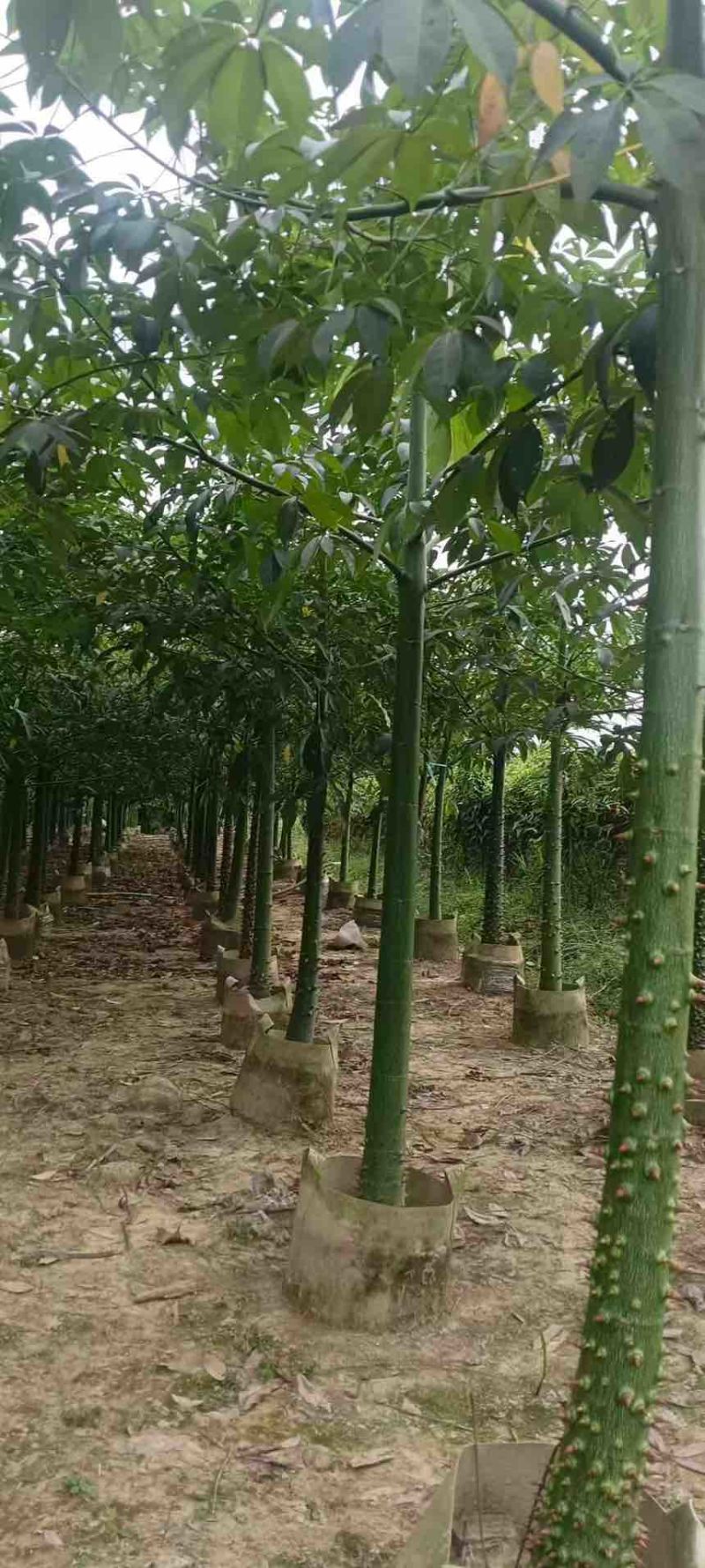 美丽木棉2-15分，原生苗，各种规格，大量现货，欢迎订购