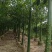 美丽木棉2-20分，原生苗，移植苗，大量现货