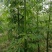 美丽木棉2-20分，原生苗，移植苗，大量现货