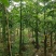 美丽木棉2-20分，原生苗，移植苗，大量现货