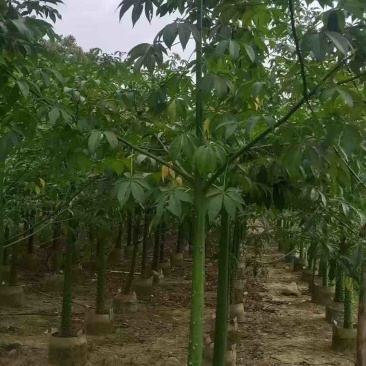 美丽木棉2-20分，原生苗，移植苗，大量现货