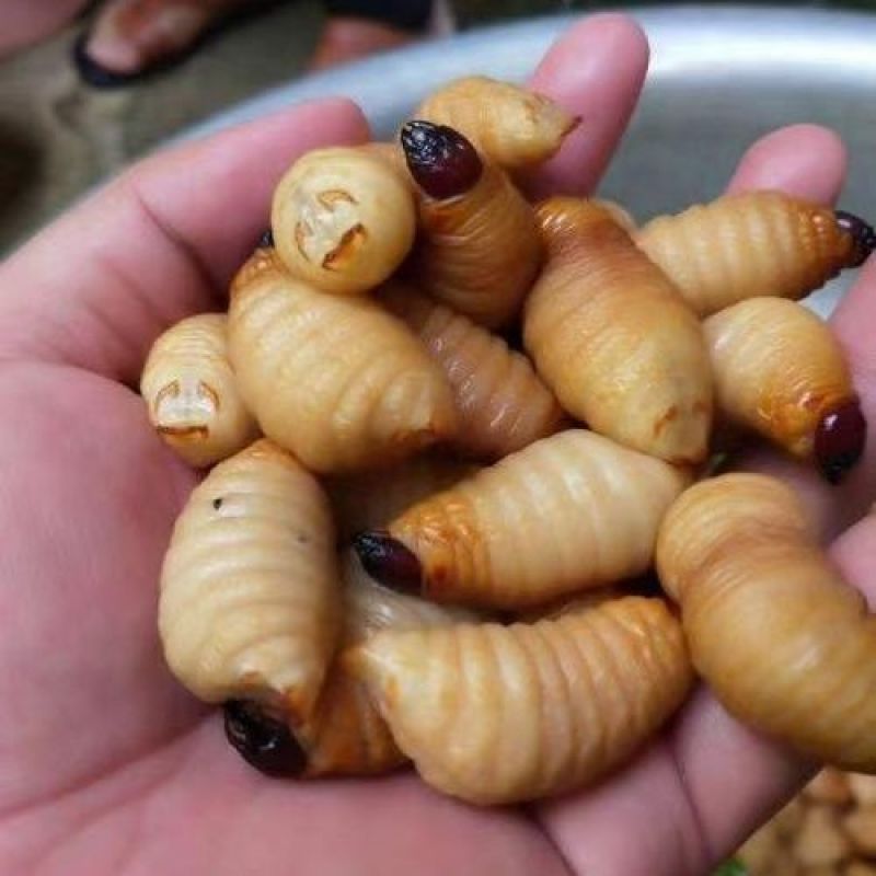 竹笋虫