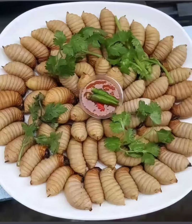 竹笋虫