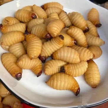 竹笋虫